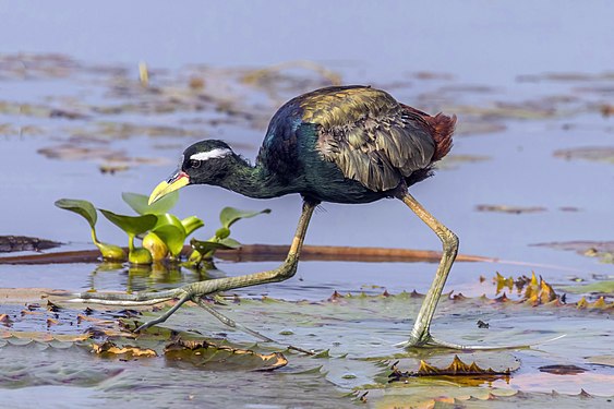 A Bronze-winged jacana (Metopidius indicus) in Kerala, India, created and nominated by Charlesjsharp