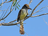 Flycatcher, Brown-crested Myiarchus tyrannulus