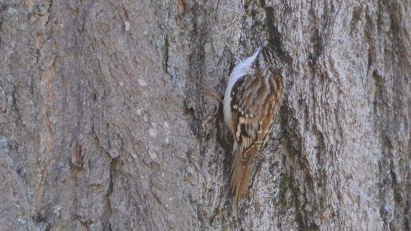 File:Brown Creeper (8620225019).jpg