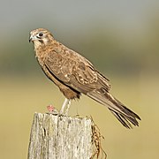 Brown falcon.jpg