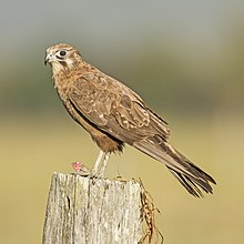 Falco marrone.jpg