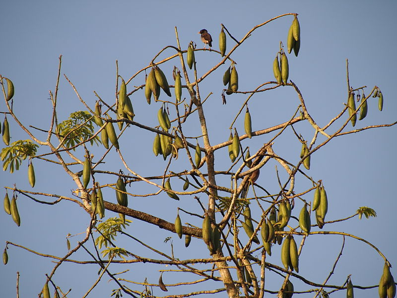 File:Buah kekabu.JPG