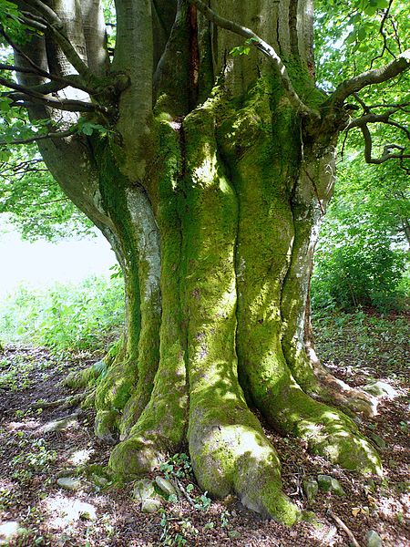 File:Buche bei Oberbach 2007.jpg