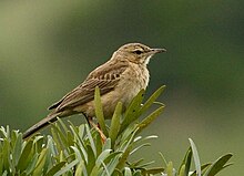 Buffy pipit Buffy Pipit 2010 12 07 00469.jpg