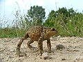 Bufo bufo - defensive reaction