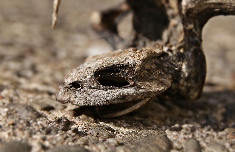 File:Bufo bufo (mummified) by Danny S. - 001.jpg