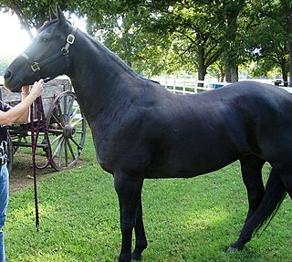 Bullet (mascot) name of the horse ridden by the "Spirit Rider" at Oklahoma State University-Stillwater