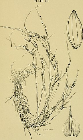 Descrição da imagem Boletim dos laboratórios de história natural da State University of Iowa (1888- (1918).) (20440699025) .jpg.