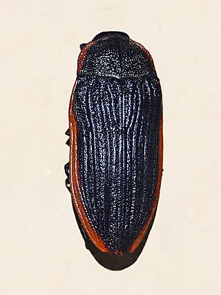 <i>Temognatha grandis</i> Species of beetle