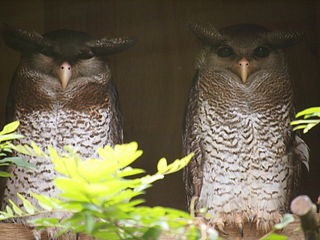 <span class="mw-page-title-main">Barred eagle-owl</span> Species of owl