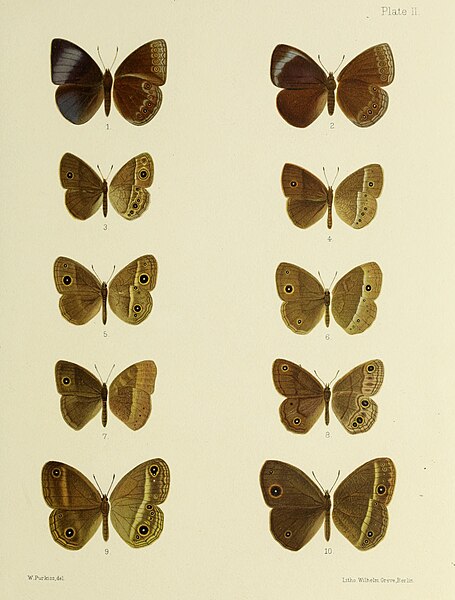 File:Butterflies from China, Japan, and Corea (1892) (20484476996).jpg
