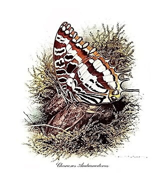 <i>Charaxes andranodorus</i> Species of butterfly