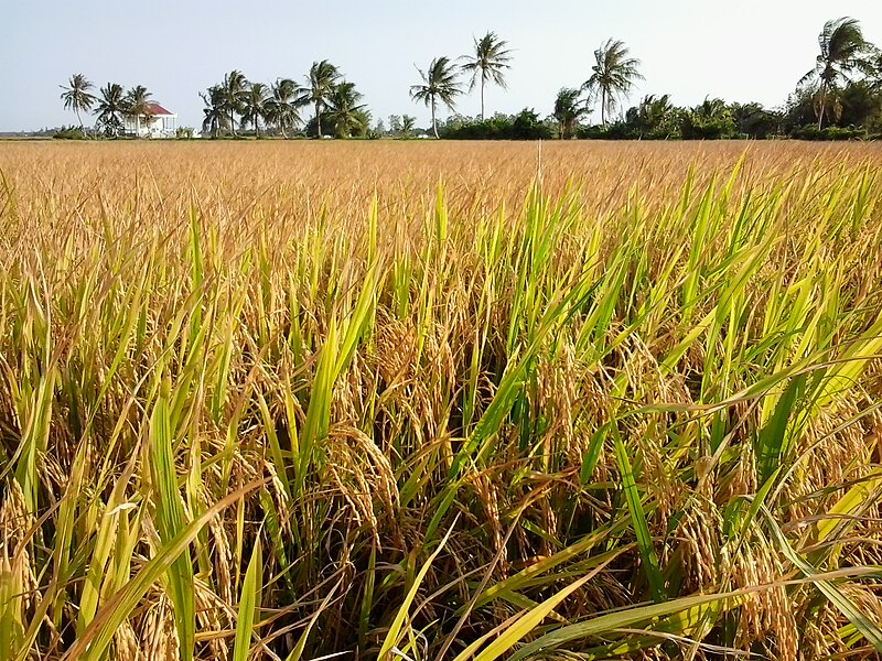 File:Cánh đồng lúa chính.jpg