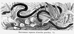 Описание изображения Caecilia gracilis.jpg.