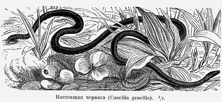 Caecilia_gracilis