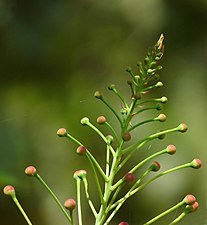 Peacock Flower (Caesalpinia pulcherrima)