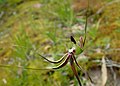 Caladenia exstans