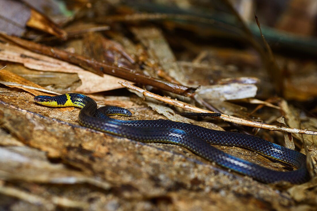 File:Calamaria pavimentata, Collared reed snake.jpg