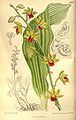 Calanthe tricarinata plate 8803 in: Curtis's Bot. Magazine (Orchidaceae), vol. 145, (1919)