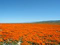 A field of California poppies in the California Poppy Reserve in Antelope Valley