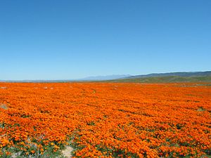 Un câmp de maci din California