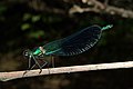 Caballito del Diablo (Calopteryx xanthostoma)