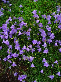 Колокольчик вид растений. Колокольчик круглолистный Лавендер. Campanula rotundifolia. Колокольчик Ротундифолия. Колокольчик Ротундифолия дип Лавендер.