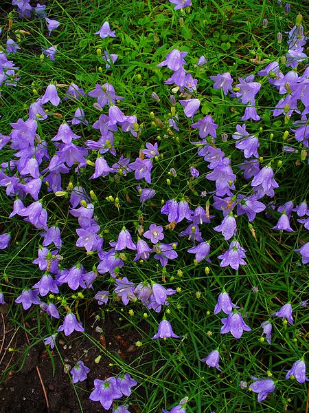 File:Campanula rotundifolia 001.JPG