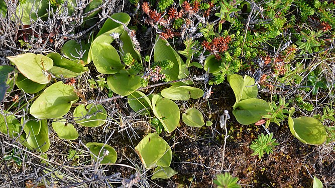 Canada Mayflower (Maianthemum canadense)