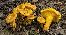 Cantharellus chicagoensis Leacock, J. Riddell, Rui Zhang ve GM Muell 353575.jpg