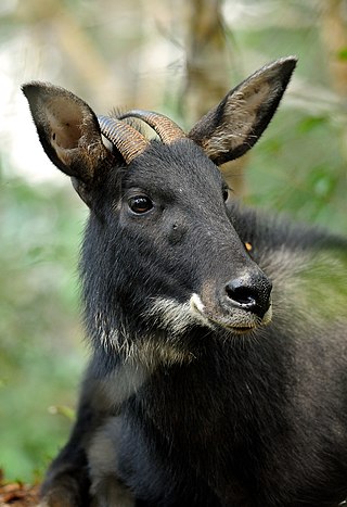 <span class="mw-page-title-main">Indochinese serow</span>