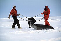 Researchers attempting to capture a Ross seal in the Ross Sea Capture of a Ross seal in Antarctica - NOAA Photo Library.jpg