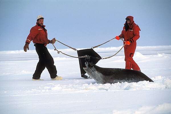 Researchers attempting to capture a Ross seal in the Ross Sea