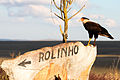 English: Caracara plancus at the Serra da Canastra National Park Português: Caracara plancus, Carcará, no Parque Nacional da Serra da Canastra