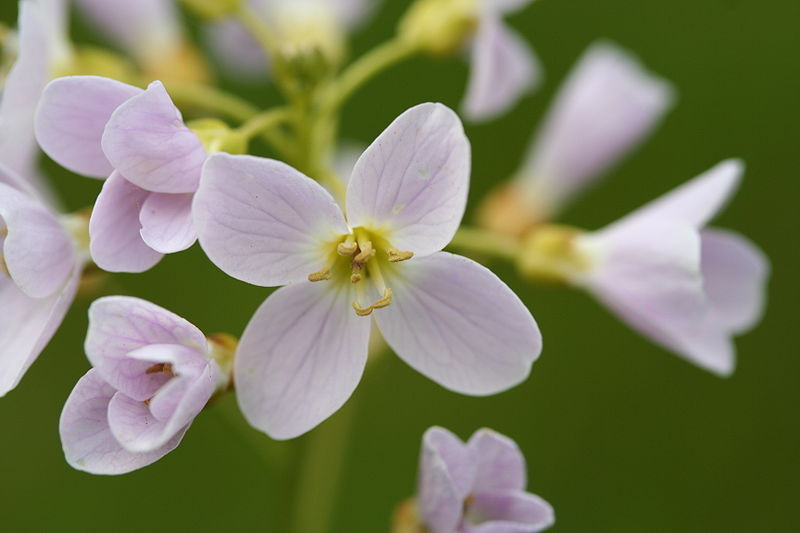 File:Cardamine pratensis-02 (xndr).jpg