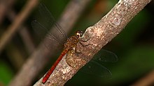 Cardinal Redskimmer (Rhodopygia cardinalis) female (40727940362).jpg