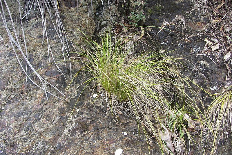 File:Carex flagellifera Colenso (AM AK347551-2).jpg