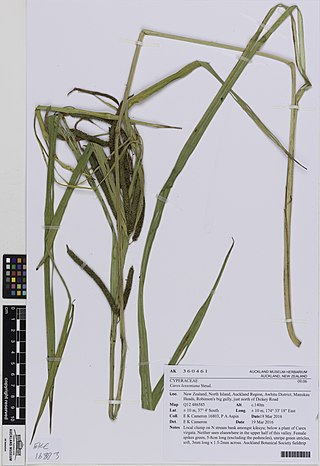 <i>Carex lessoniana</i> Species of plant