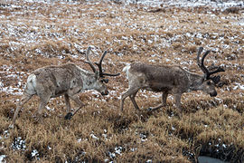 Le caribou (ici, en Alaska) fait partie de la même espèce...