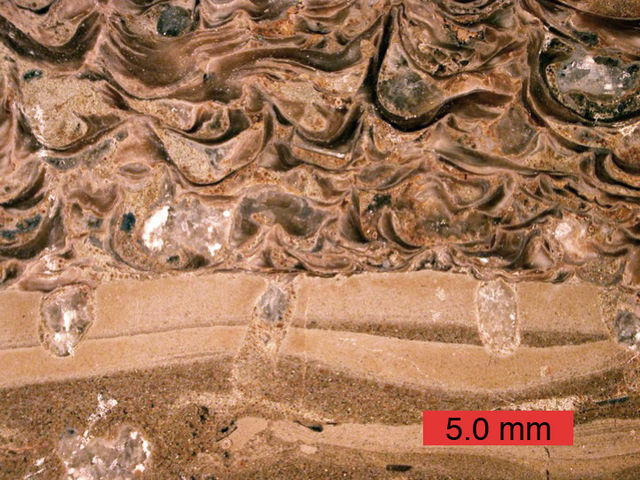 Cross-section of a carbonate hardground encrusted by oysters and bored by bivalves (Gastrochaenolites)