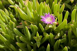 Carpobrotus chilensis