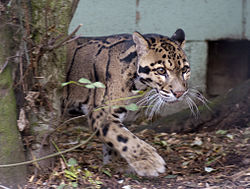 Illustrasjonsbilde av artikkelen Cat Survival Trust