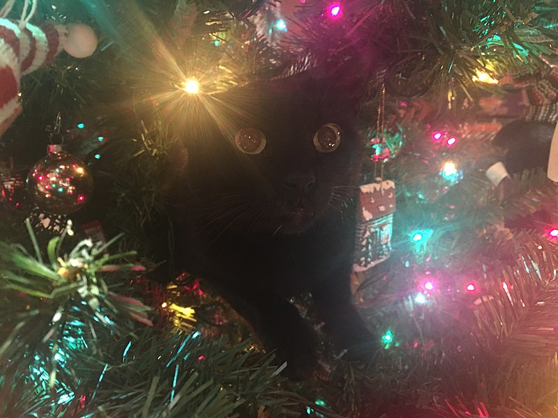 File:Cat hiding inside a Christmas tree.jpg