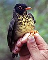 Spotted nightingale-thrush
