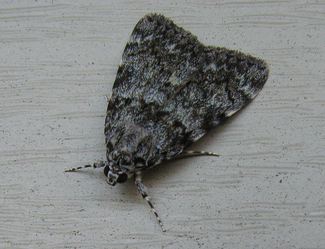 Catocala lineella