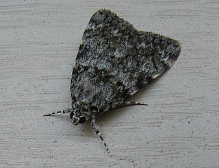 <i>Catocala lineella</i> Species of moth