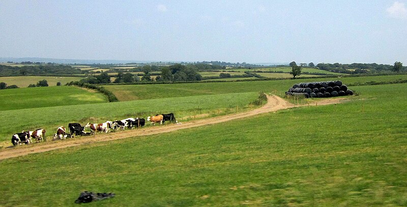 File:Cattle near Meshaw Rectory Cross - geograph.org.uk - 3688834.jpg