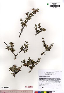 <i>Ceanothus fresnensis</i> Species of flowering plant