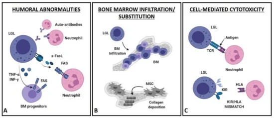 File:Cells-10-02800-g002-550.webp