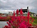 Gambar mini seharga Celosia Pagoda Merah